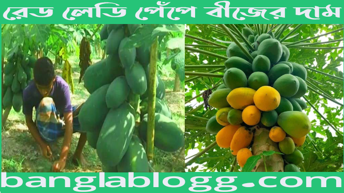 রেড লেডি পেঁপে বীজের দাম